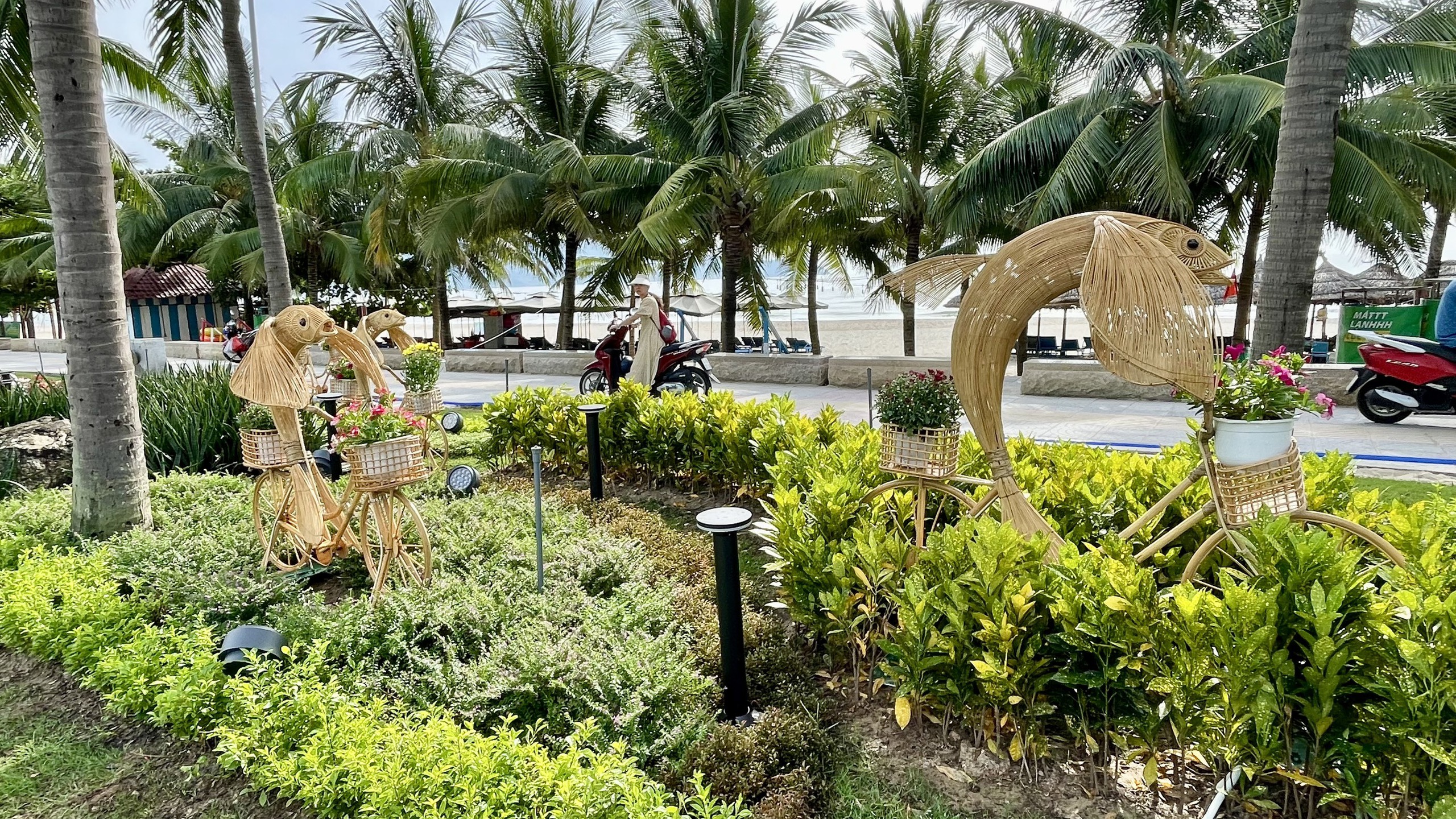 Đường hoa biển Đà Nẵng thành hình, du khách thích thú- Ảnh 6. Đường hoa biển Đà Nẵng thành hình, du khách thích thú- Ảnh 6.