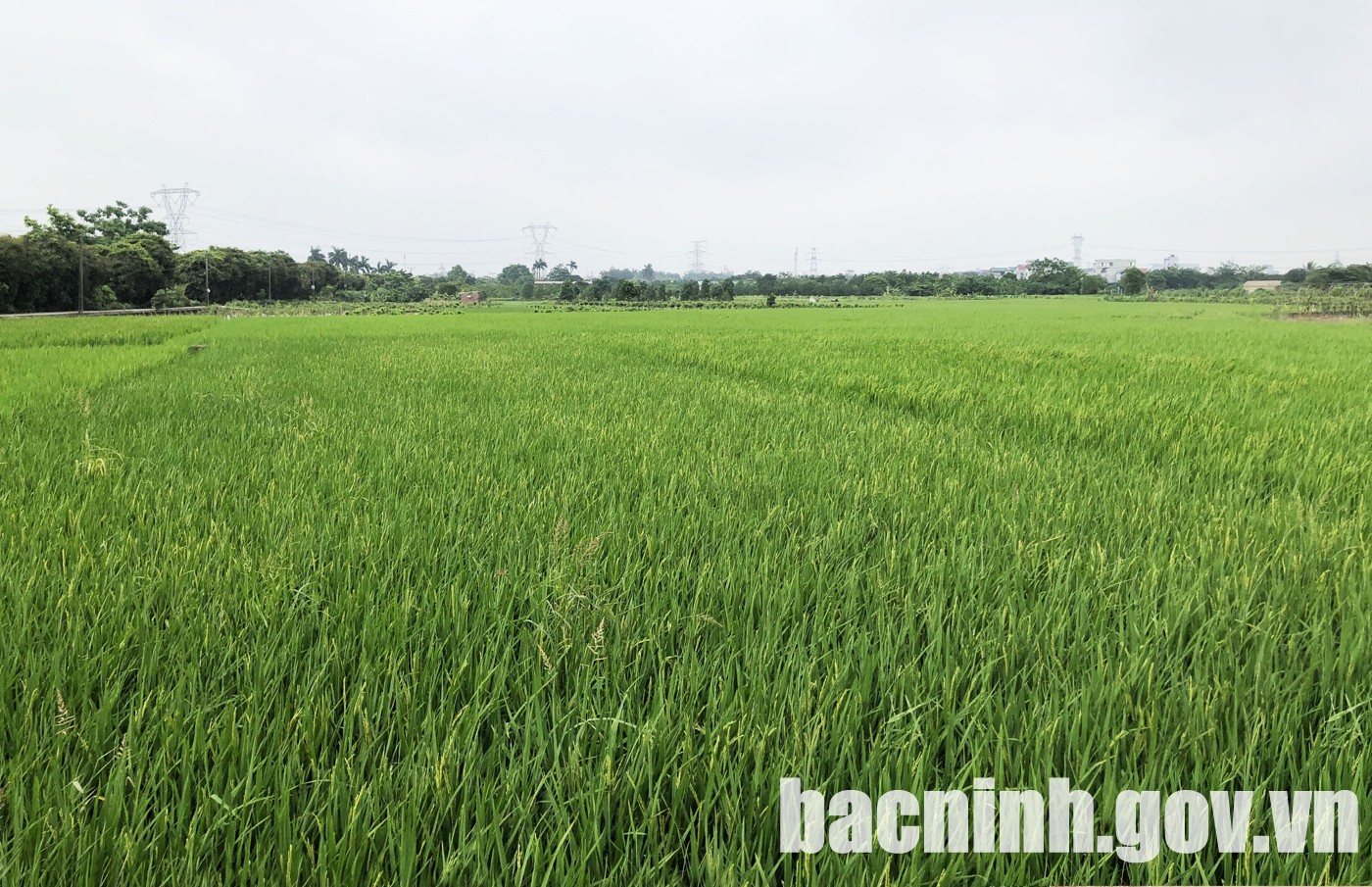 Cách đền Đô ở Bắc Ninh 2km là lăng vua Lý Thái Tổ, có ao bán nguyệt, cạnh đồng lúa, xưa là khu rừng- Ảnh 5. Cách đền Đô ở Bắc Ninh 2km là lăng vua Lý Thái Tổ, có ao bán nguyệt, cạnh đồng lúa, xưa là khu rừng- Ảnh 5.