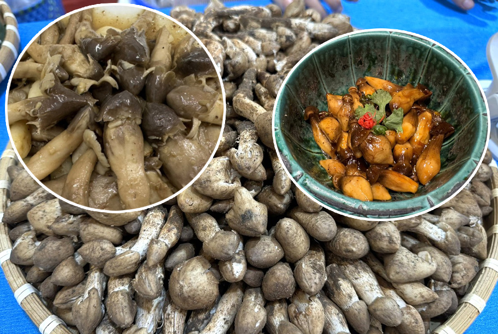 Loại đặc sản mọc lên tua tủa sau mưa, xưa không ai biết nay dân soi đèn cả đêm hái bán: Nấm mối- Ảnh 2. Loại đặc sản mọc lên tua tủa sau mưa, xưa không ai biết nay dân soi đèn cả đêm hái bán: Nấm mối- Ảnh 2.