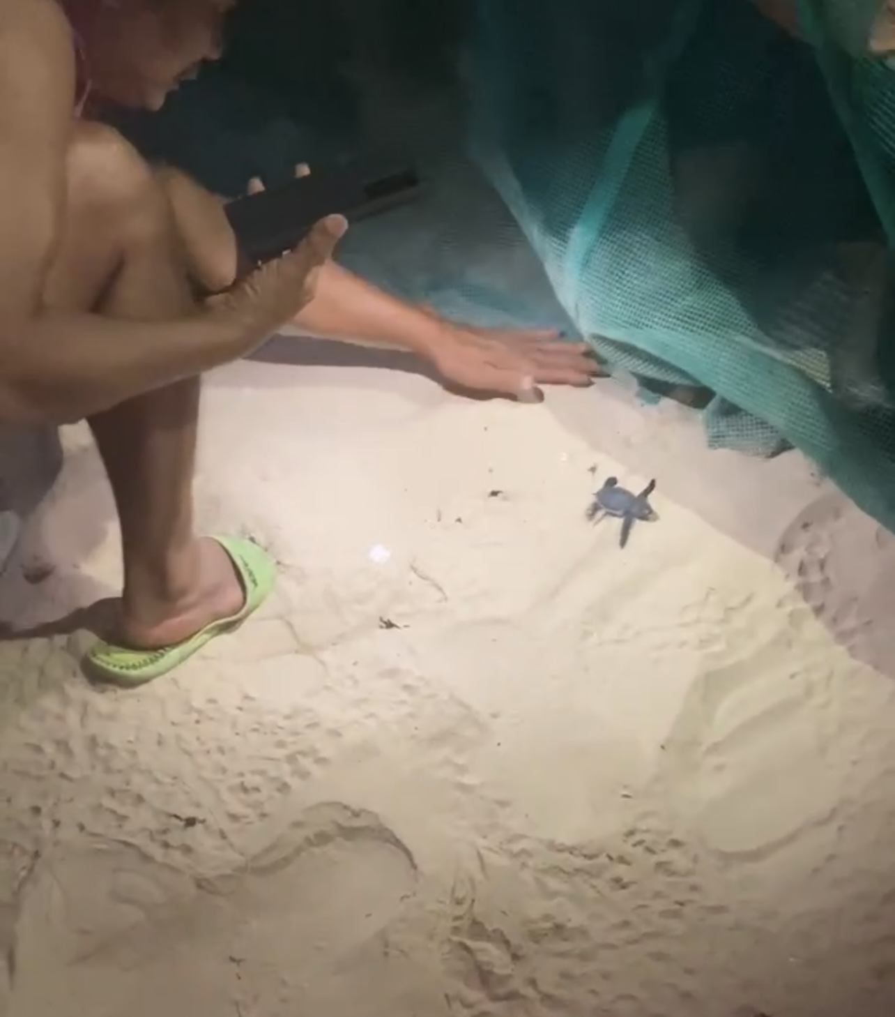CLIP: Hình ảnh đầu tiên của 17 con rùa biển quý hiếm vừa chào đời trên bãi biển Quy Nhơn- Ảnh 2. CLIP: Hình ảnh đầu tiên của 17 con rùa biển quý hiếm vừa chào đời trên bãi biển Quy Nhơn- Ảnh 2.