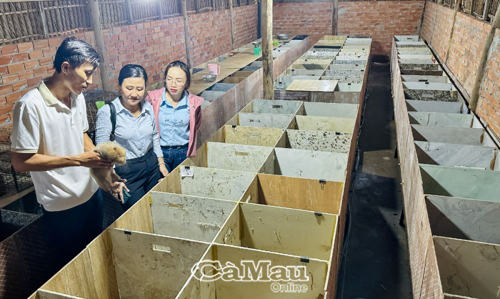 Nuôi loài chuột khổng lồ, thịt ngọt thơm, anh nông dân Cà Mau thu đều chục triệu đồng/tháng- Ảnh 2. Nuôi loài chuột khổng lồ, thịt ngọt thơm, anh nông dân Cà Mau thu đều chục triệu đồng/tháng- Ảnh 2.