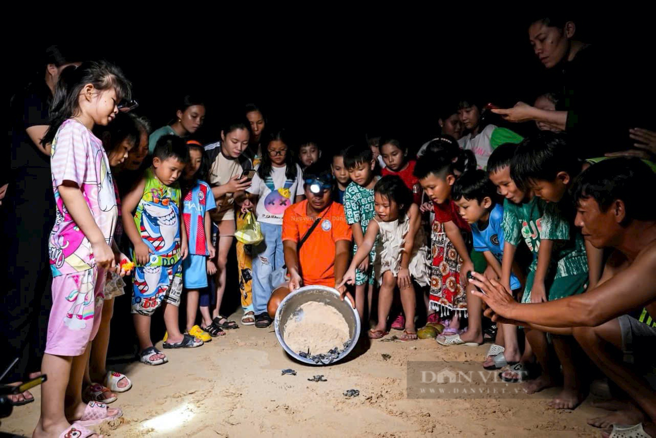 Ban đêm, dân làng ở Bình Định đi xem vô số quả trứng nở ra một loài động vật hoang dã ngộ nghĩnh- Ảnh 4. Ban đêm, dân làng ở Bình Định đi xem vô số quả trứng nở ra một loài động vật hoang dã ngộ nghĩnh- Ảnh 4.