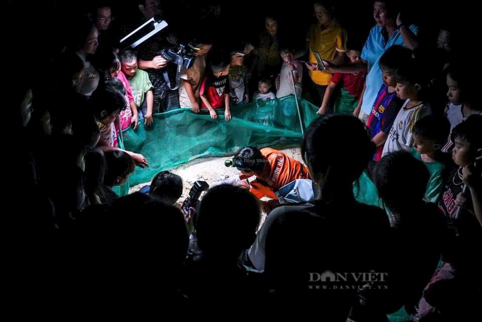 Ban đêm, dân làng ở Bình Định đi xem vô số quả trứng nở ra một loài động vật hoang dã ngộ nghĩnh- Ảnh 11. Ban đêm, dân làng ở Bình Định đi xem vô số quả trứng nở ra một loài động vật hoang dã ngộ nghĩnh- Ảnh 11.