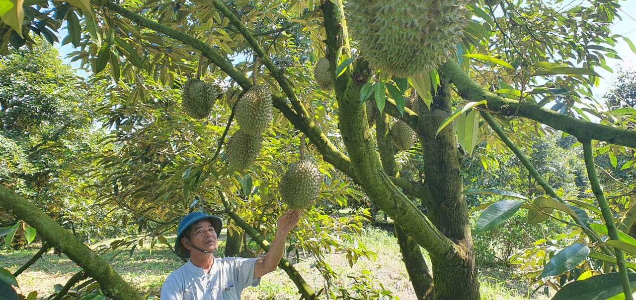 Một huyện ở Khánh Hòa hễ ra vườn là đụng cây tiền tỷ ra ngõ đụng tỷ phú nông dân nhờ trồng sầu riêng- Ảnh 3. Một huyện ở Khánh Hòa hễ ra vườn là đụng cây tiền tỷ ra ngõ đụng tỷ phú nông dân nhờ trồng sầu riêng- Ảnh 3.