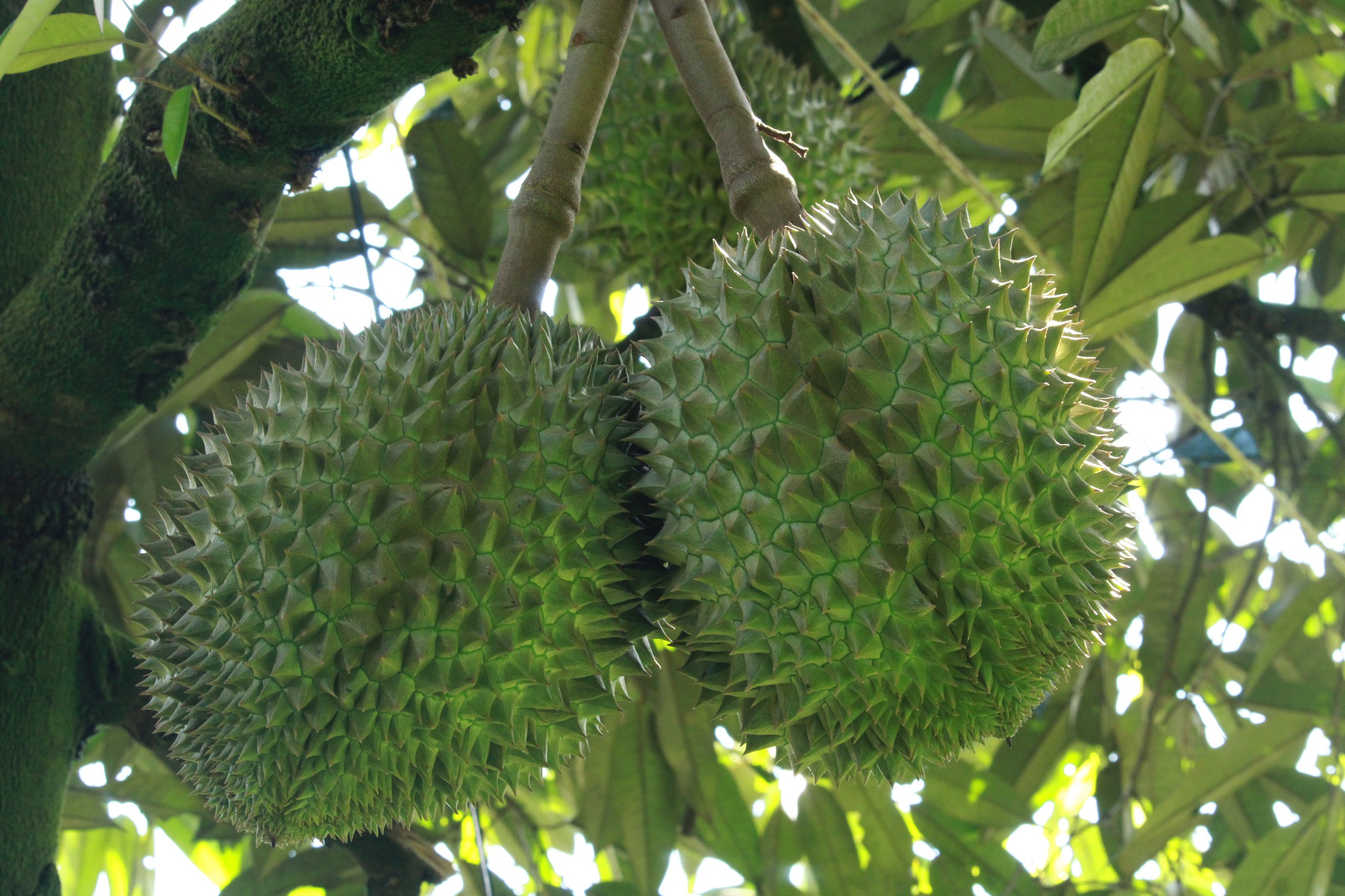 Một huyện ở Khánh Hòa hễ ra vườn là đụng cây tiền tỷ ra ngõ đụng tỷ phú nông dân nhờ trồng sầu riêng- Ảnh 4. Một huyện ở Khánh Hòa hễ ra vườn là đụng cây tiền tỷ ra ngõ đụng tỷ phú nông dân nhờ trồng sầu riêng- Ảnh 4.