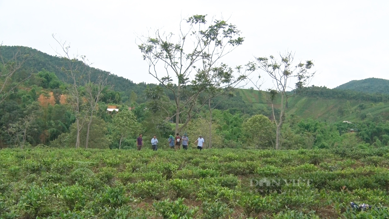 Thứ cây đặc sản Thứ cây đặc sản