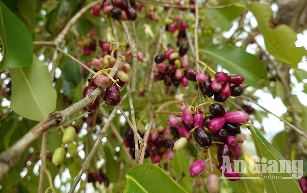Ở vùng Bảy Núi của An Giang mọc la liệt cây trâm dại thấp tè đã ra trái quá trời, là trái đặc sản- Ảnh 3. Ở vùng Bảy Núi của An Giang mọc la liệt cây trâm dại thấp tè đã ra trái quá trời, là trái đặc sản- Ảnh 3.