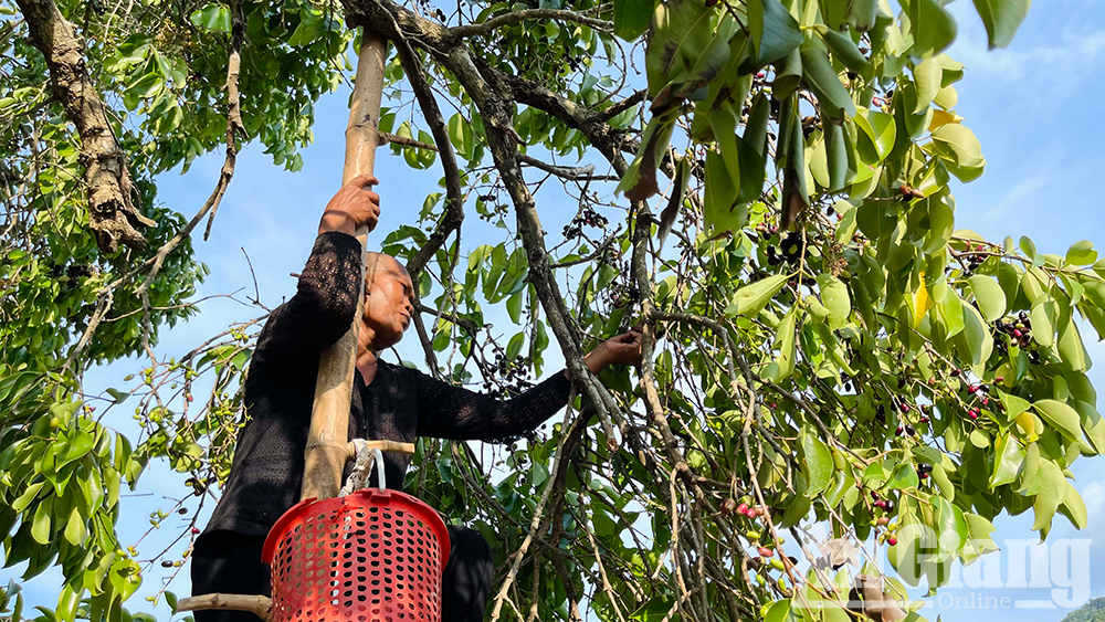 Ở vùng Bảy Núi của An Giang mọc la liệt cây trâm dại thấp tè đã ra trái quá trời, là trái đặc sản- Ảnh 6. Ở vùng Bảy Núi của An Giang mọc la liệt cây trâm dại thấp tè đã ra trái quá trời, là trái đặc sản- Ảnh 6.