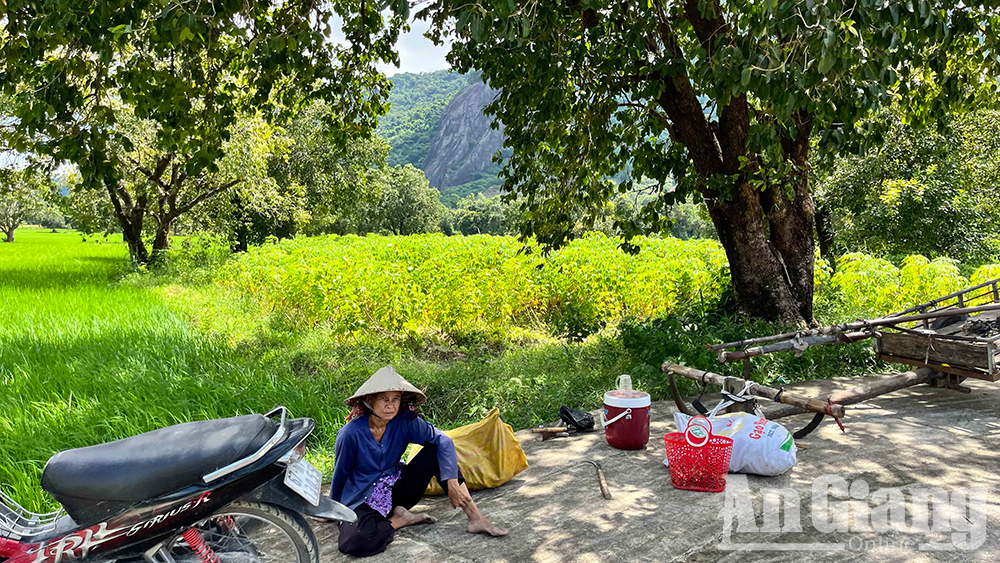 Ở vùng Bảy Núi của An Giang mọc la liệt cây trâm dại thấp tè đã ra trái quá trời, là trái đặc sản- Ảnh 8. Ở vùng Bảy Núi của An Giang mọc la liệt cây trâm dại thấp tè đã ra trái quá trời, là trái đặc sản- Ảnh 8.