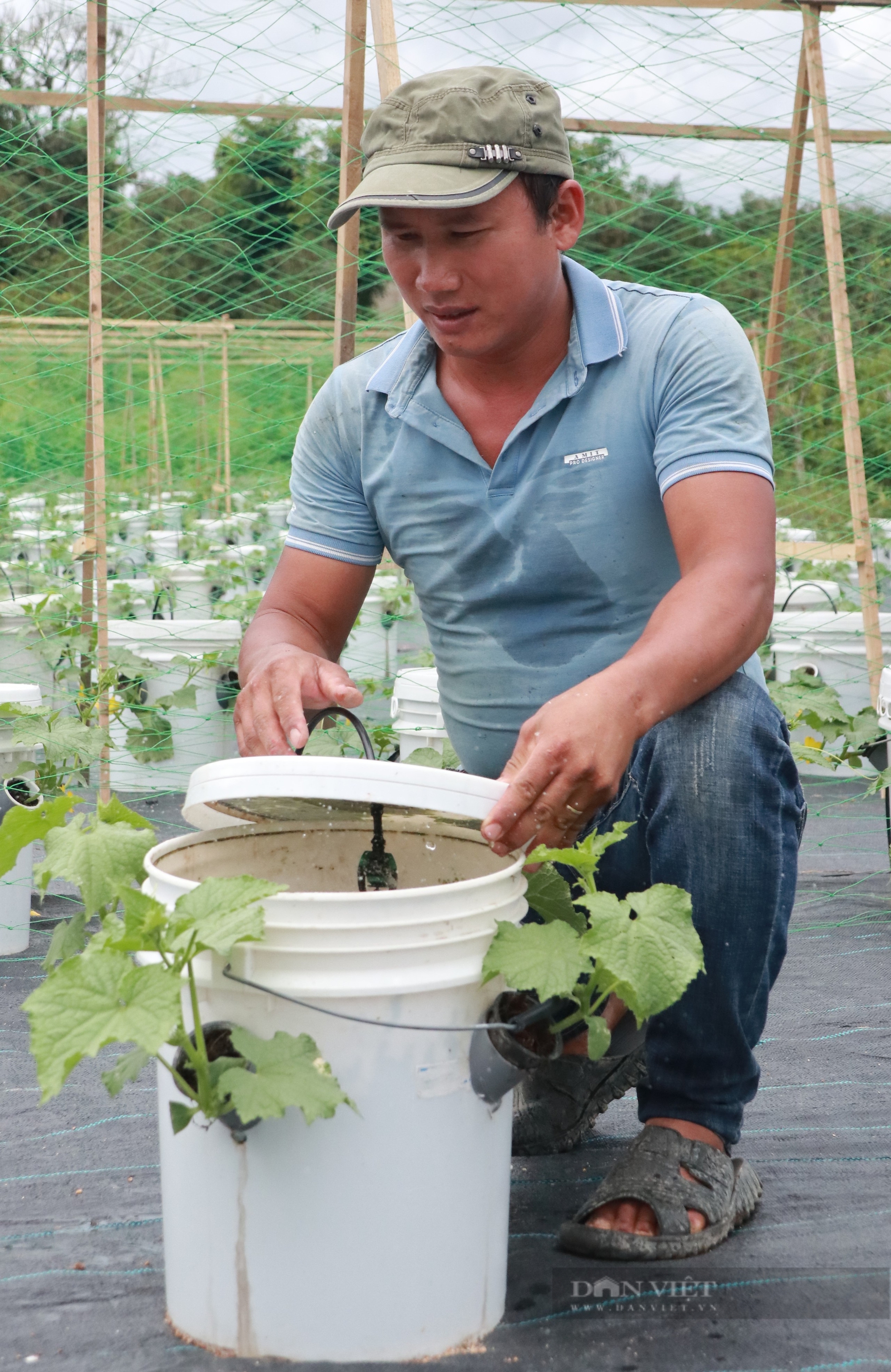 Trồng rau khí canh kiểu lạ ở Lâm Đồng, phải bắc thang hái, anh nông dân tự trả lương cao- Ảnh 5. Trồng rau khí canh kiểu lạ ở Lâm Đồng, phải bắc thang hái, anh nông dân tự trả lương cao- Ảnh 5.