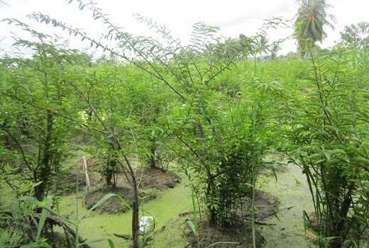 Mai chiếu thủy, mai nu mặt khỉ-cây cảnh sức hút lạ kỳ, trồng thành công, cả làng ở Tiền Giang trúng- Ảnh 2. Mai chiếu thủy, mai nu mặt khỉ-cây cảnh sức hút lạ kỳ, trồng thành công, cả làng ở Tiền Giang trúng- Ảnh 2.