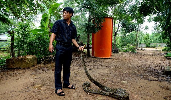 Thấy con động vật hoang dã bò vào nhà, ông nông dân đem nộp cho Hạt Kiểm lâm Phú Quốc để thả về rừng- Ảnh 2. Thấy con động vật hoang dã bò vào nhà, ông nông dân đem nộp cho Hạt Kiểm lâm Phú Quốc để thả về rừng- Ảnh 2.
