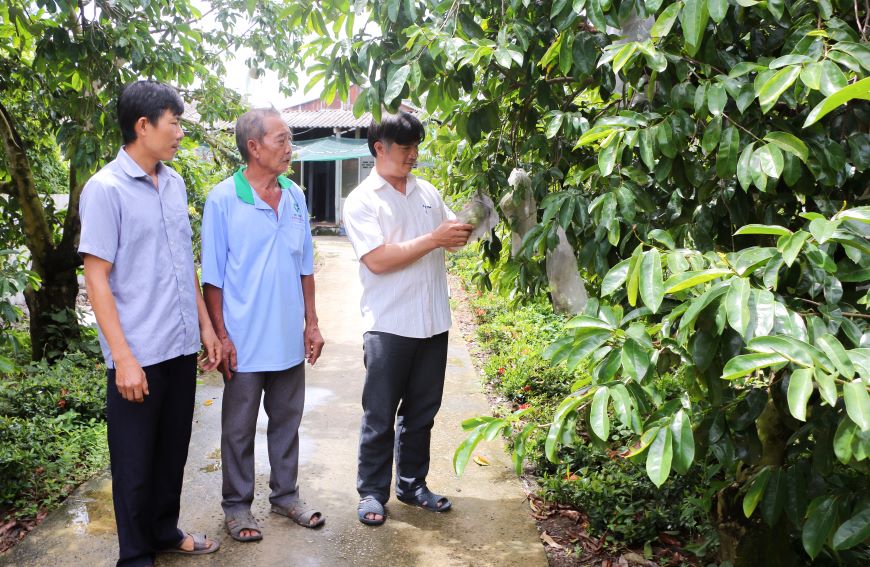 Nhiều hộ dân có nguồn thu nhập ổn định từ trồng cây mãng cầu gai. Ảnh: Phương Anh