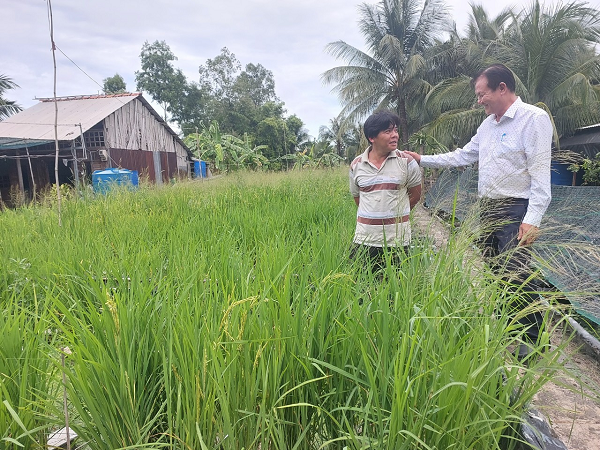 Nuôi lươn sinh sản ở Hậu Giang kiểu gì mà có nhiều người đang tới xem, trồng cả lúa tốt um?- Ảnh 2. Nuôi lươn sinh sản ở Hậu Giang kiểu gì mà có nhiều người đang tới xem, trồng cả lúa tốt um?- Ảnh 2.