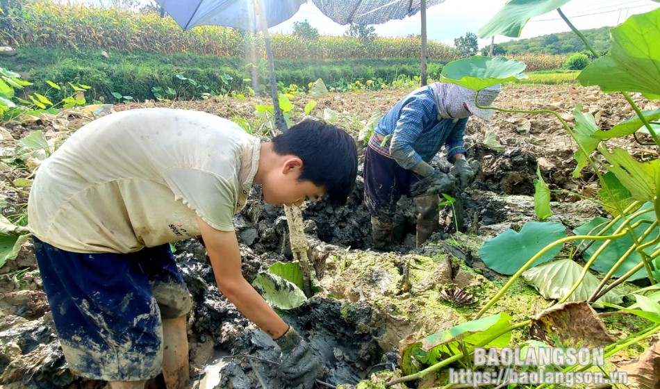 Củ sen là vựa chất chống oxy hóa, ở Hàn Quốc quý như sâm, giúp nông dân Lạng Sơn khá giả- Ảnh 2. Củ sen là vựa chất chống oxy hóa, ở Hàn Quốc quý như sâm, giúp nông dân Lạng Sơn khá giả- Ảnh 2.