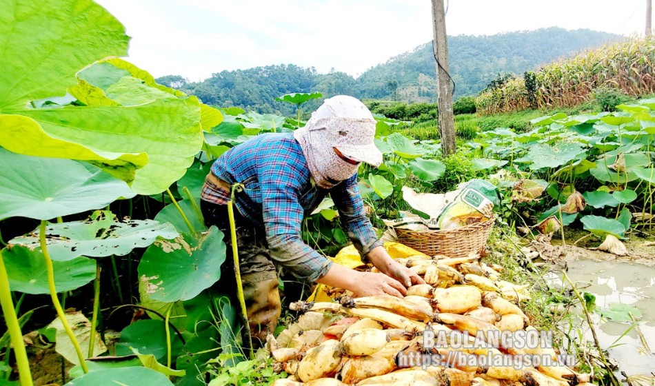 Củ sen là vựa chất chống oxy hóa, ở Hàn Quốc quý như sâm, giúp nông dân Lạng Sơn khá giả- Ảnh 6. Củ sen là vựa chất chống oxy hóa, ở Hàn Quốc quý như sâm, giúp nông dân Lạng Sơn khá giả- Ảnh 6.