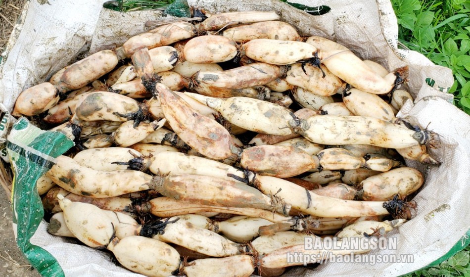 Củ sen là vựa chất chống oxy hóa, ở Hàn Quốc quý như sâm, giúp nông dân Lạng Sơn khá giả- Ảnh 7. Củ sen là vựa chất chống oxy hóa, ở Hàn Quốc quý như sâm, giúp nông dân Lạng Sơn khá giả- Ảnh 7.