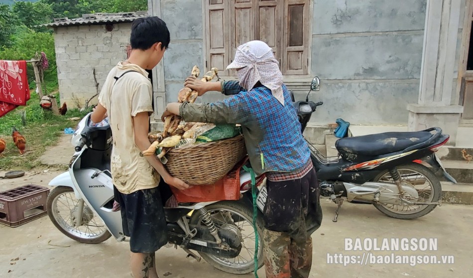 Củ sen là vựa chất chống oxy hóa, ở Hàn Quốc quý như sâm, giúp nông dân Lạng Sơn khá giả- Ảnh 8. Củ sen là vựa chất chống oxy hóa, ở Hàn Quốc quý như sâm, giúp nông dân Lạng Sơn khá giả- Ảnh 8.