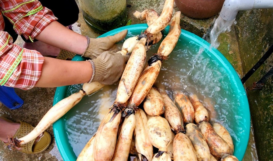 Củ sen là vựa chất chống oxy hóa, ở Hàn Quốc quý như sâm, giúp nông dân Lạng Sơn khá giả- Ảnh 9. Củ sen là vựa chất chống oxy hóa, ở Hàn Quốc quý như sâm, giúp nông dân Lạng Sơn khá giả- Ảnh 9.