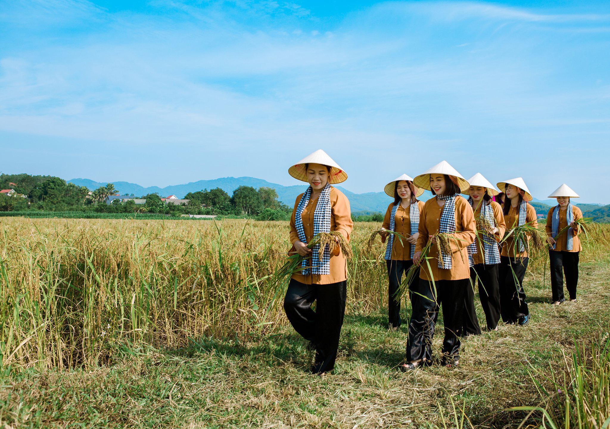 Hỗ trợ bà con vùng DTTS và miền núi làm kinh tế từ mô hình canh tác nếp khoái đen- Ảnh 3. Hỗ trợ bà con vùng DTTS và miền núi làm kinh tế từ mô hình canh tác nếp khoái đen- Ảnh 3.