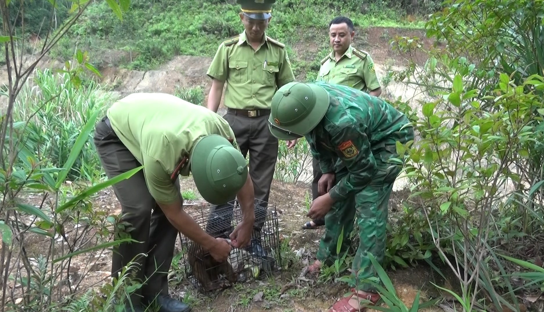 Biết con vật tinh ranh là loài động vật quý hiếm là Biết con vật tinh ranh là loài động vật quý hiếm là