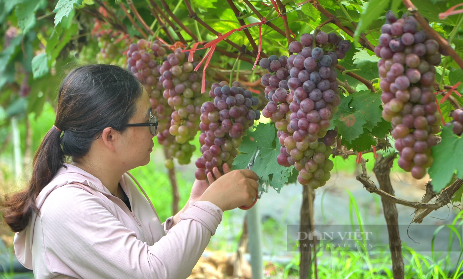 Trồng nho Hạ đen, nông dân huyện Than Uyên của Lai Châu thu nhập cao gấp 3 - 4 lần trồng lúa- Ảnh 3. Trồng nho Hạ đen, nông dân huyện Than Uyên của Lai Châu thu nhập cao gấp 3 - 4 lần trồng lúa- Ảnh 3.