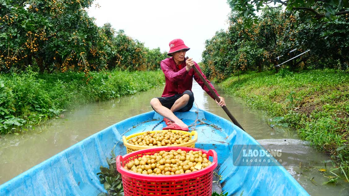 Nhà vườn Cần Thơ yên tâm khi thanh nhãn được bao tiêu xuất khẩu. Ảnh: Mỹ Ly