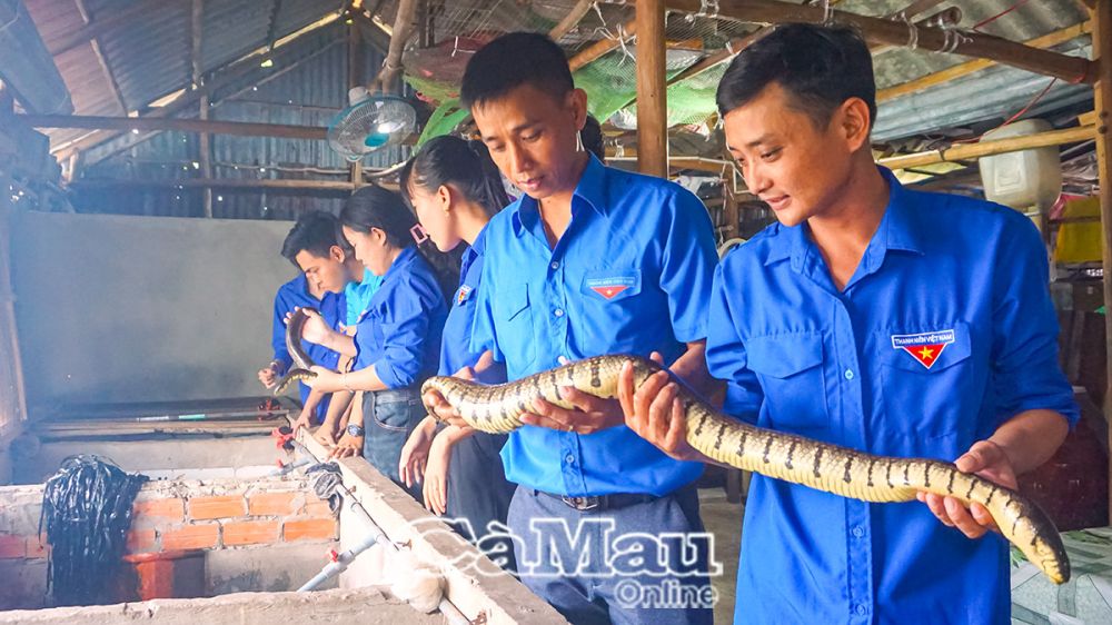 Nuôi loài rắn hiền lành trong khoảnh đất 6m2, anh trai Cà Mau đều đặn thu tiền - Ảnh 2. Nuôi loài rắn hiền lành trong khoảnh đất 6m2, anh trai Cà Mau đều đặn thu tiền - Ảnh 2.