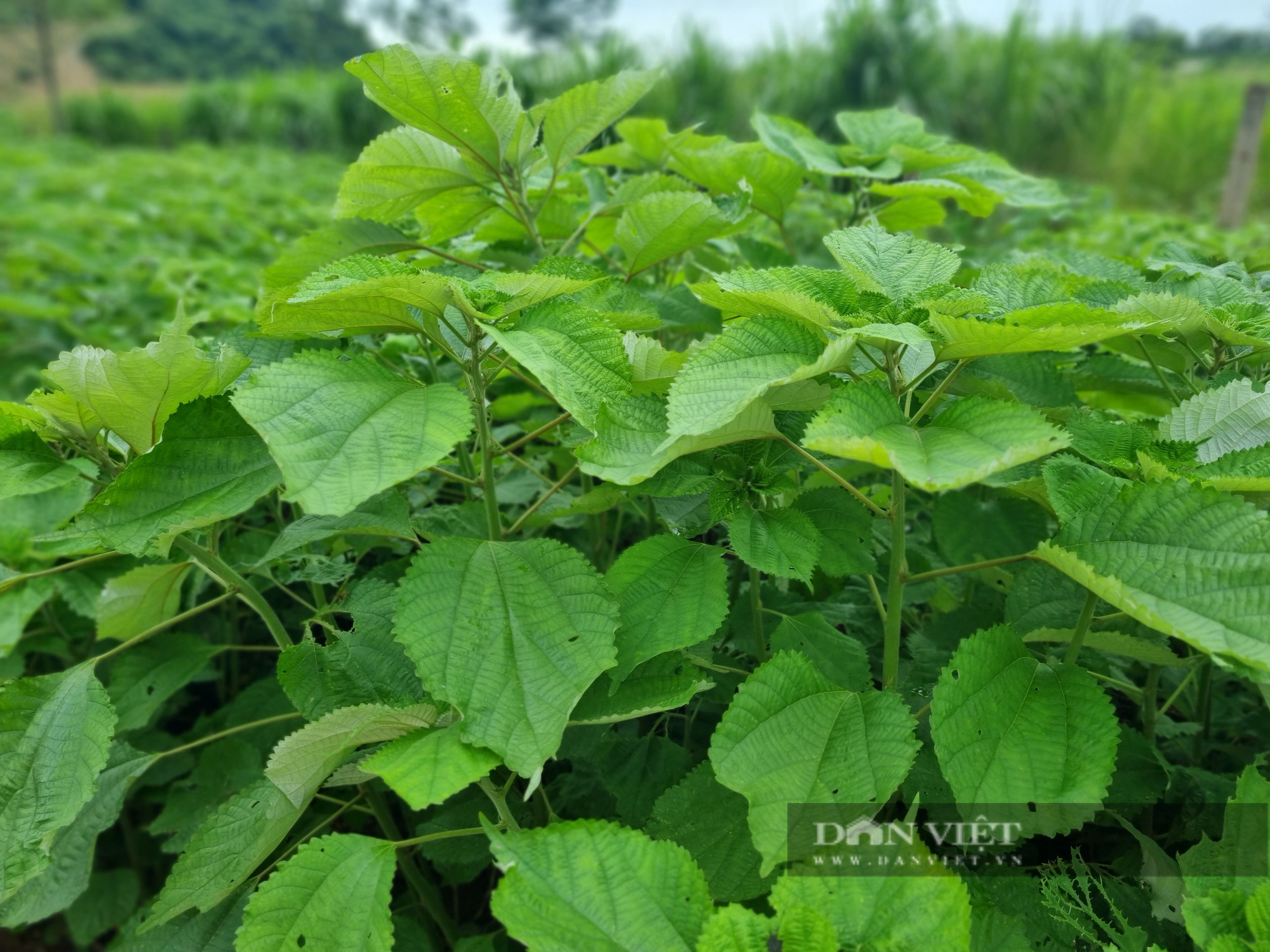 Trồng loài cây gieo một lần thu 10 năm, nông dân một xã của tỉnh Hòa Bình lãi trăm triệu/năm- Ảnh 3. Trồng loài cây gieo một lần thu 10 năm, nông dân một xã của tỉnh Hòa Bình lãi trăm triệu/năm- Ảnh 3.