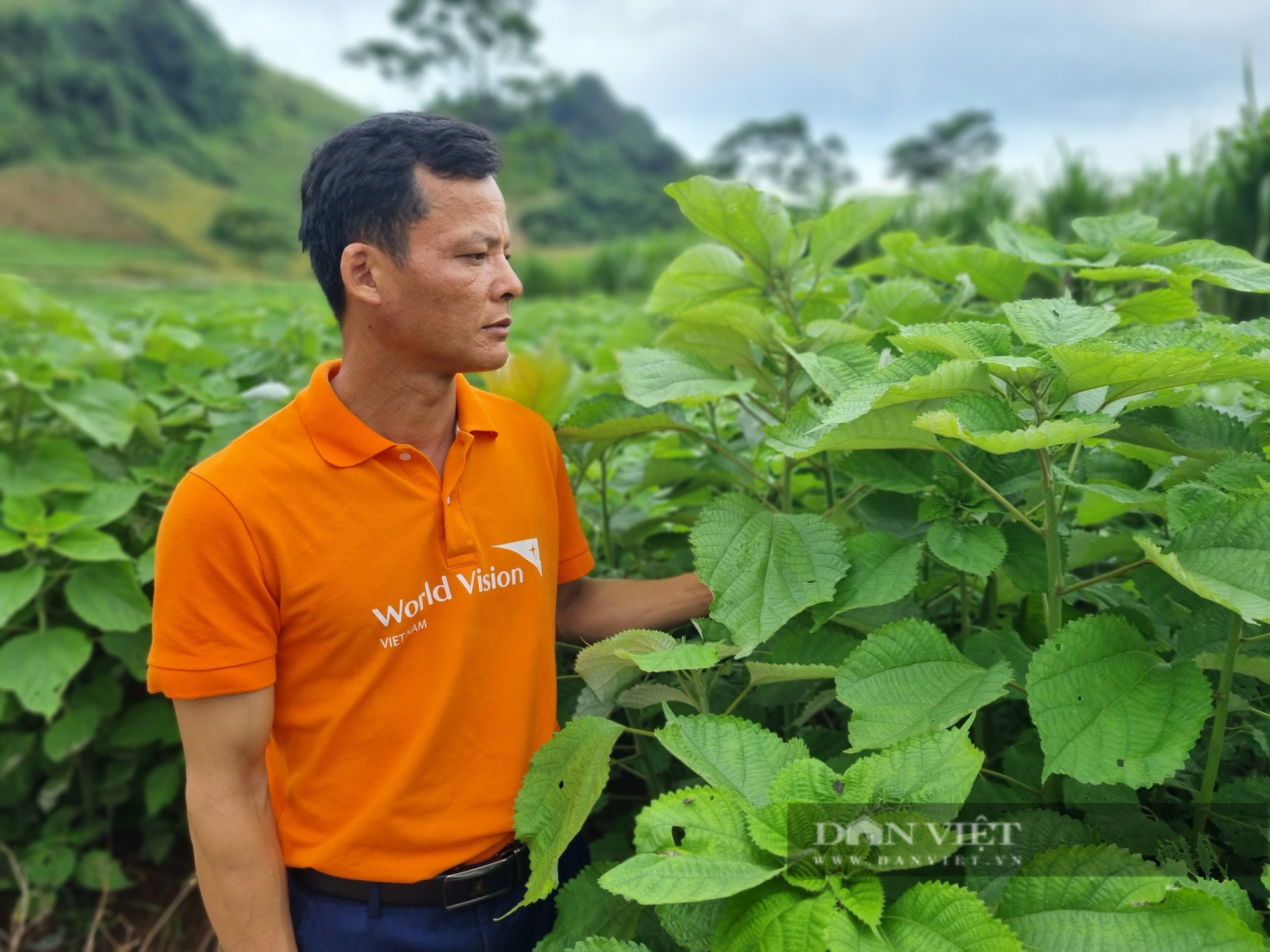 Trồng loài cây gieo một lần thu 10 năm, nông dân một xã của tỉnh Hòa Bình lãi trăm triệu/năm- Ảnh 2. Trồng loài cây gieo một lần thu 10 năm, nông dân một xã của tỉnh Hòa Bình lãi trăm triệu/năm- Ảnh 2.