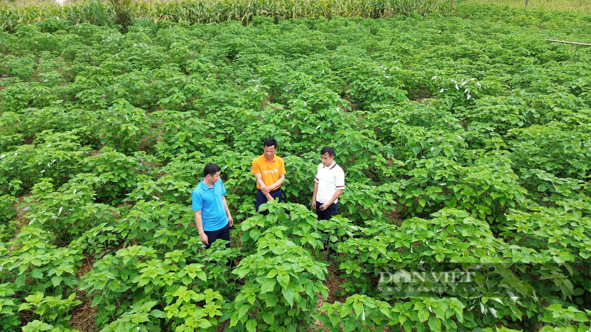 Trồng loài cây gieo một lần thu 10 năm, nông dân một xã của tỉnh Hòa Bình lãi trăm triệu/năm- Ảnh 4. Trồng loài cây gieo một lần thu 10 năm, nông dân một xã của tỉnh Hòa Bình lãi trăm triệu/năm- Ảnh 4.