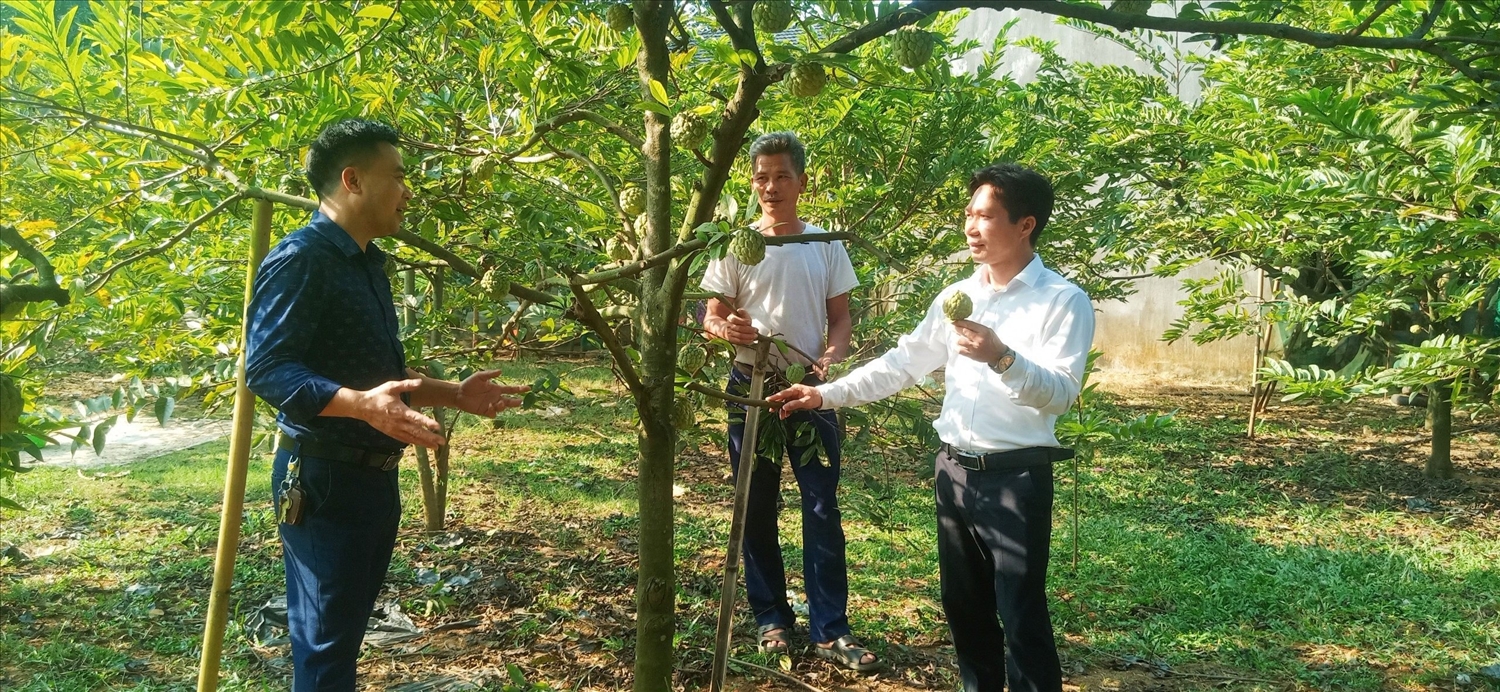 Mô hình trồng Na của gia đình Lê Văn Hoàn ở thôn Báu, xã Thái Niên, huyện Bảo Thắng, Lào Cai cũng cho thu nhập cao, na được khách hàng ưa chuộng Mô hình trồng Na của gia đình Lê Văn Hoàn ở thôn Báu, xã Thái Niên, huyện Bảo Thắng, Lào Cai cũng cho thu nhập cao, na được khách hàng ưa chuộng