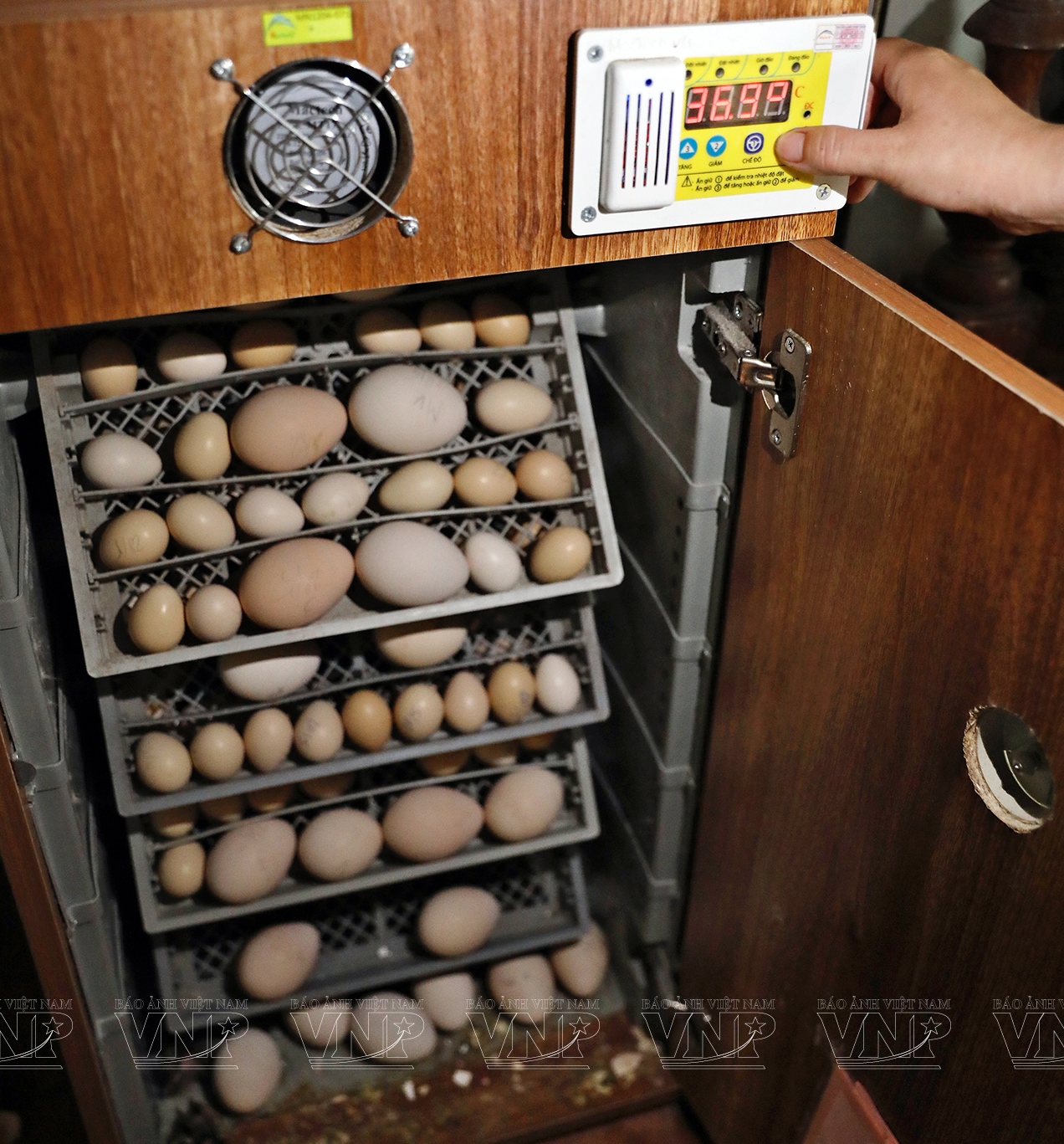 Nuôi chim công-động vật hoang dã có trong sách Đỏ ở Hải Dương, cho ăn thịt bò, bán 3,5 triệu/con- Ảnh 2. Nuôi chim công-động vật hoang dã có trong sách Đỏ ở Hải Dương, cho ăn thịt bò, bán 3,5 triệu/con- Ảnh 2.