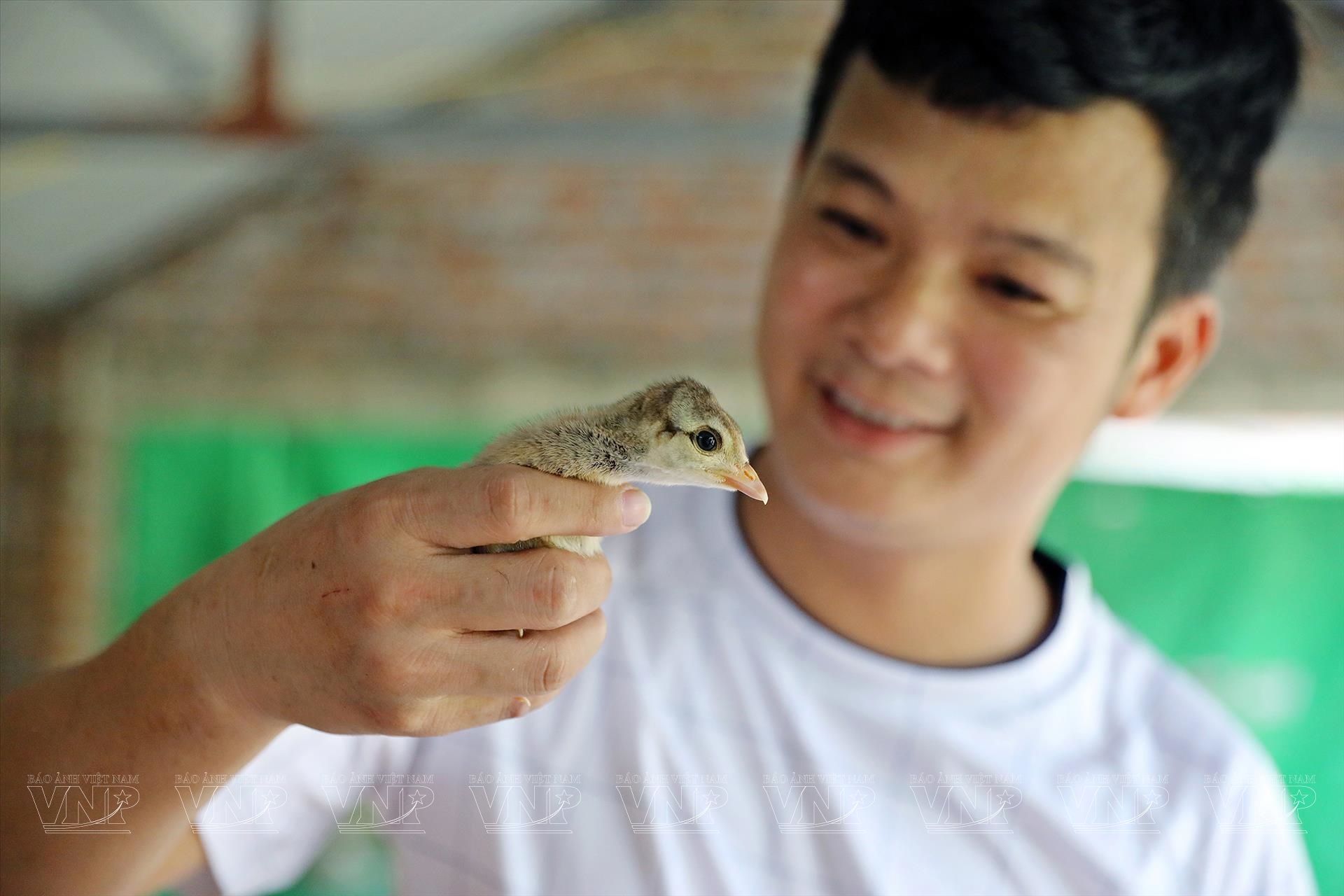 Nuôi chim công-động vật hoang dã có trong sách Đỏ ở Hải Dương, cho ăn thịt bò, bán 3,5 triệu/con- Ảnh 5. Nuôi chim công-động vật hoang dã có trong sách Đỏ ở Hải Dương, cho ăn thịt bò, bán 3,5 triệu/con- Ảnh 5.