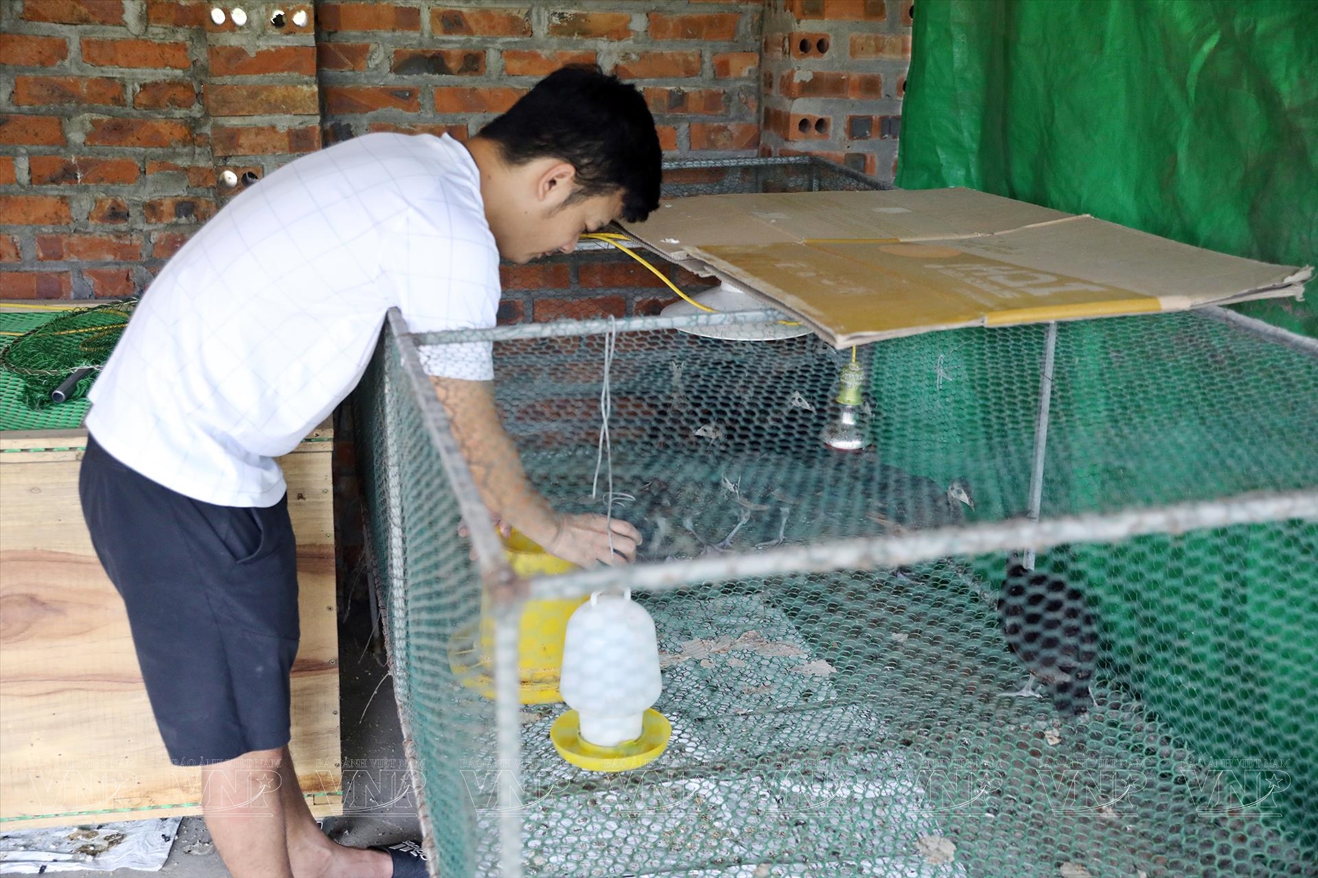 Nuôi chim công-động vật hoang dã có trong sách Đỏ ở Hải Dương, cho ăn thịt bò, bán 3,5 triệu/con- Ảnh 7. Nuôi chim công-động vật hoang dã có trong sách Đỏ ở Hải Dương, cho ăn thịt bò, bán 3,5 triệu/con- Ảnh 7.