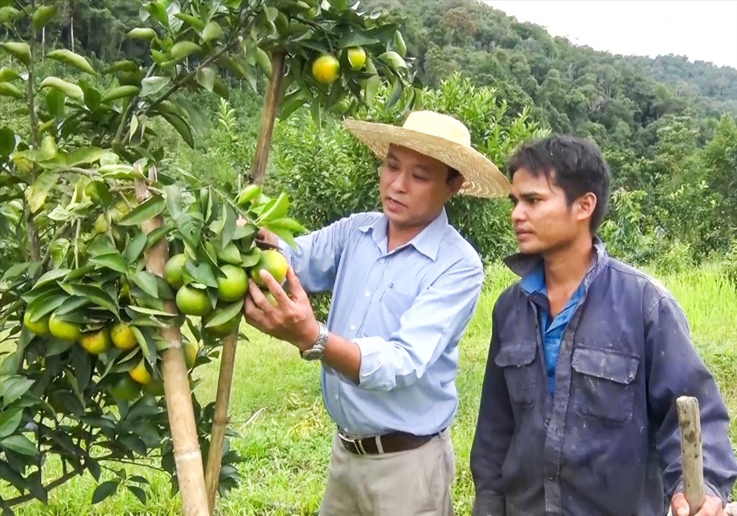 Anh Răđăl Nhị làm giàu từ cây cam Vinh Anh Răđăl Nhị làm giàu từ cây cam Vinh