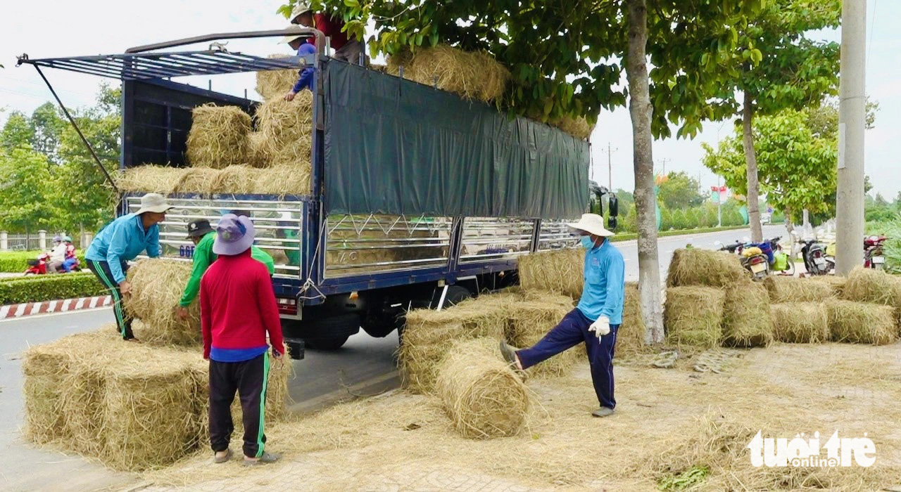 Đồng Tháp thu hoạch lúa hè thu cuối vụ, nông dân đạt lợi nhuận 26 - 32 triệu đồng mỗi ha- Ảnh 2. Người dân có thêm thu nhập từ việc gom rơm cuộn bán cho thương lái - Ảnh: ĐẶNG TUYẾT