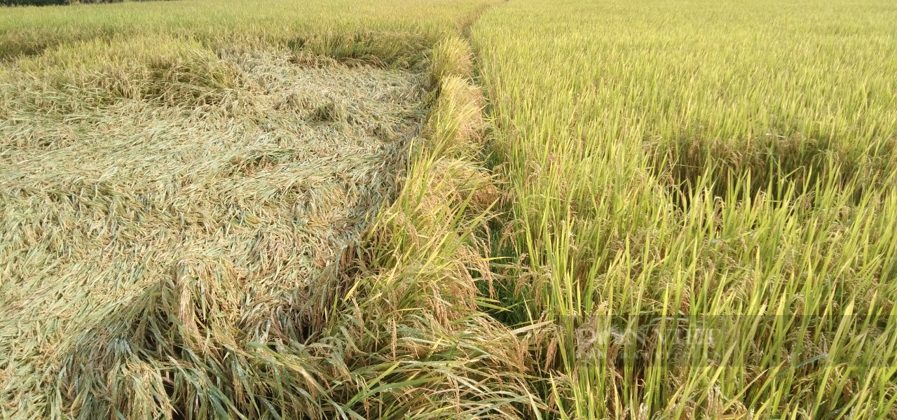 Bí quyết giúp HTX bón phân ít nhưng năng suất lúa vẫn cao- Ảnh 3. Bí quyết giúp HTX bón phân ít nhưng năng suất lúa vẫn cao- Ảnh 3.