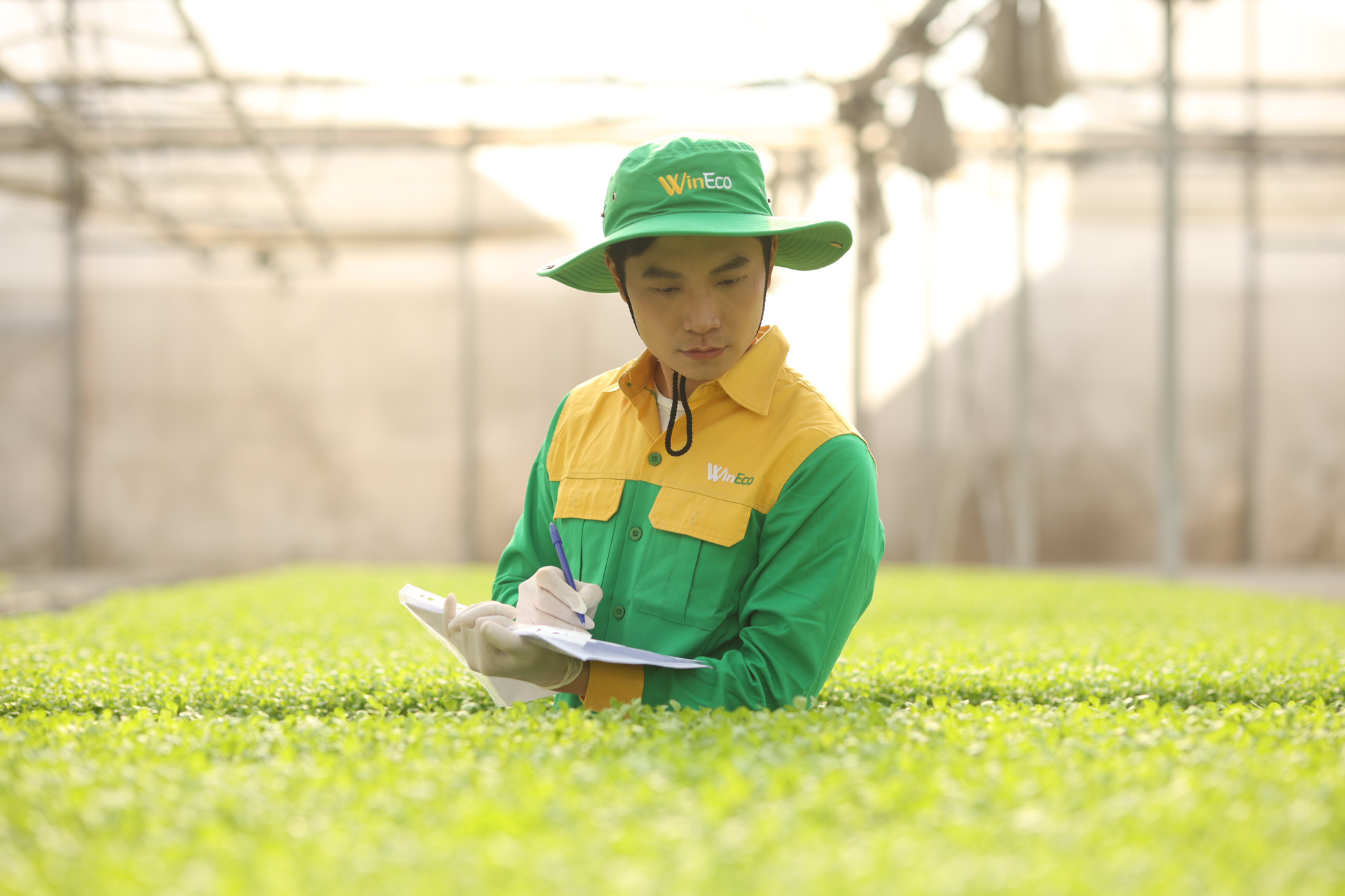 WinEco đưa xà lách Thủy tinh của Việt Nam sang Hàn Quốc- Ảnh 2. WinEco đưa xà lách Thủy tinh của Việt Nam sang Hàn Quốc- Ảnh 2.