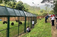 Du khách thăm Trung tâm Cứu hộ gấu Việt Nam tại Vườn Quốc gia Tam Đảo. (Ảnh: Cao Minh)