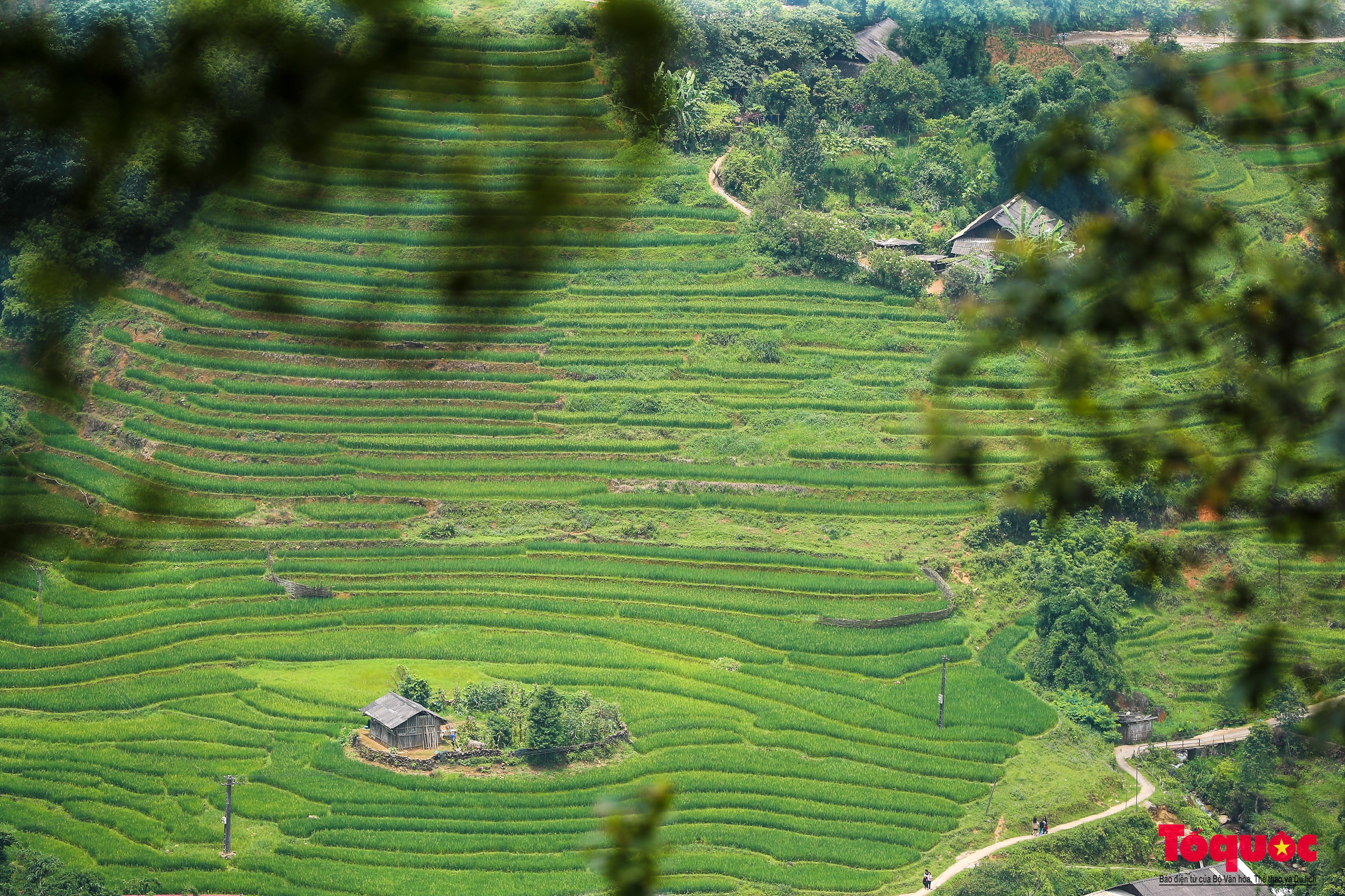 Mùa lúa non xanh mướt trên ruộng bậc thang Sa Pa - Ảnh 3. Mùa lúa non xanh mướt trên ruộng bậc thang Sa Pa - Ảnh 3.