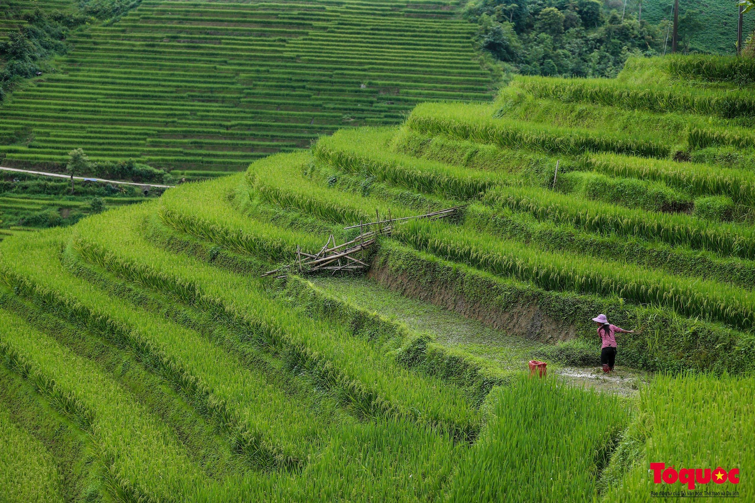 Mùa lúa non xanh mướt trên ruộng bậc thang Sa Pa - Ảnh 7. Mùa lúa non xanh mướt trên ruộng bậc thang Sa Pa - Ảnh 7.