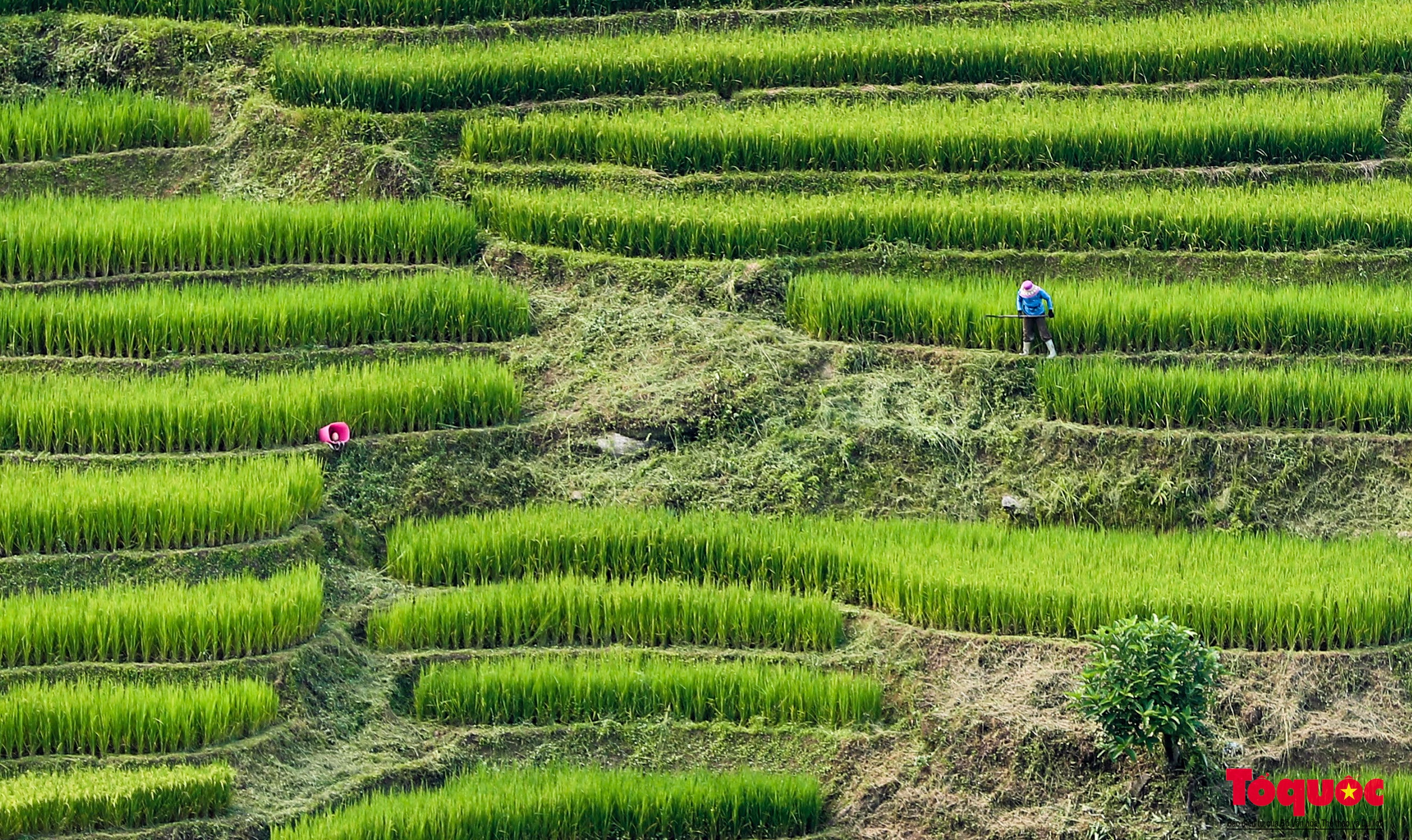 Mùa lúa non xanh mướt trên ruộng bậc thang Sa Pa - Ảnh 8. Mùa lúa non xanh mướt trên ruộng bậc thang Sa Pa - Ảnh 8.