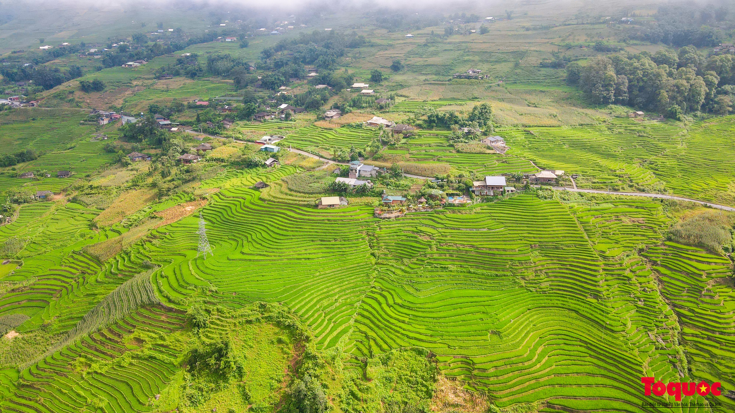 Mùa lúa non xanh mướt trên ruộng bậc thang Sa Pa - Ảnh 10. Mùa lúa non xanh mướt trên ruộng bậc thang Sa Pa - Ảnh 10.