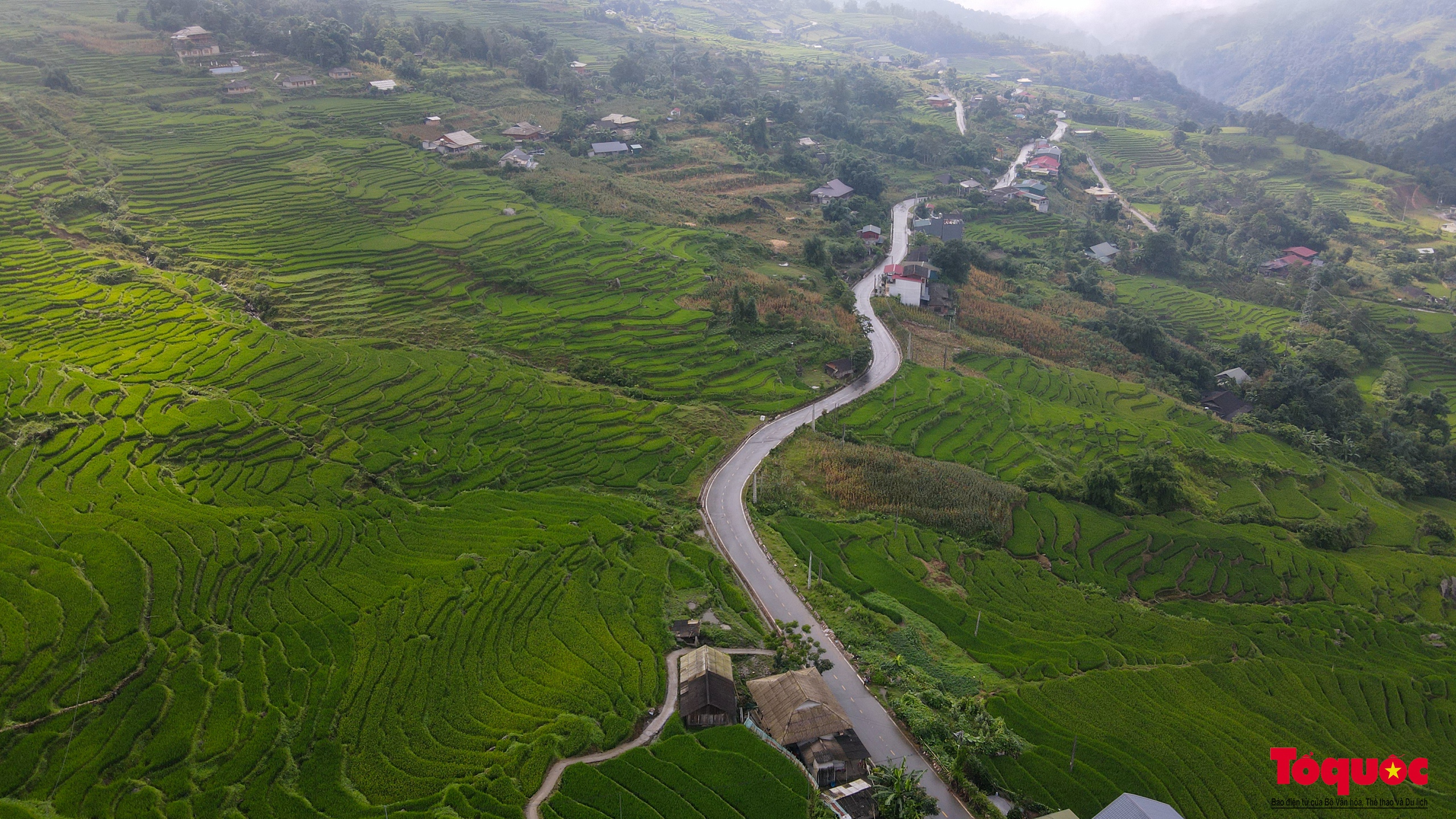 Mùa lúa non xanh mướt trên ruộng bậc thang Sa Pa - Ảnh 14. Mùa lúa non xanh mướt trên ruộng bậc thang Sa Pa - Ảnh 14.
