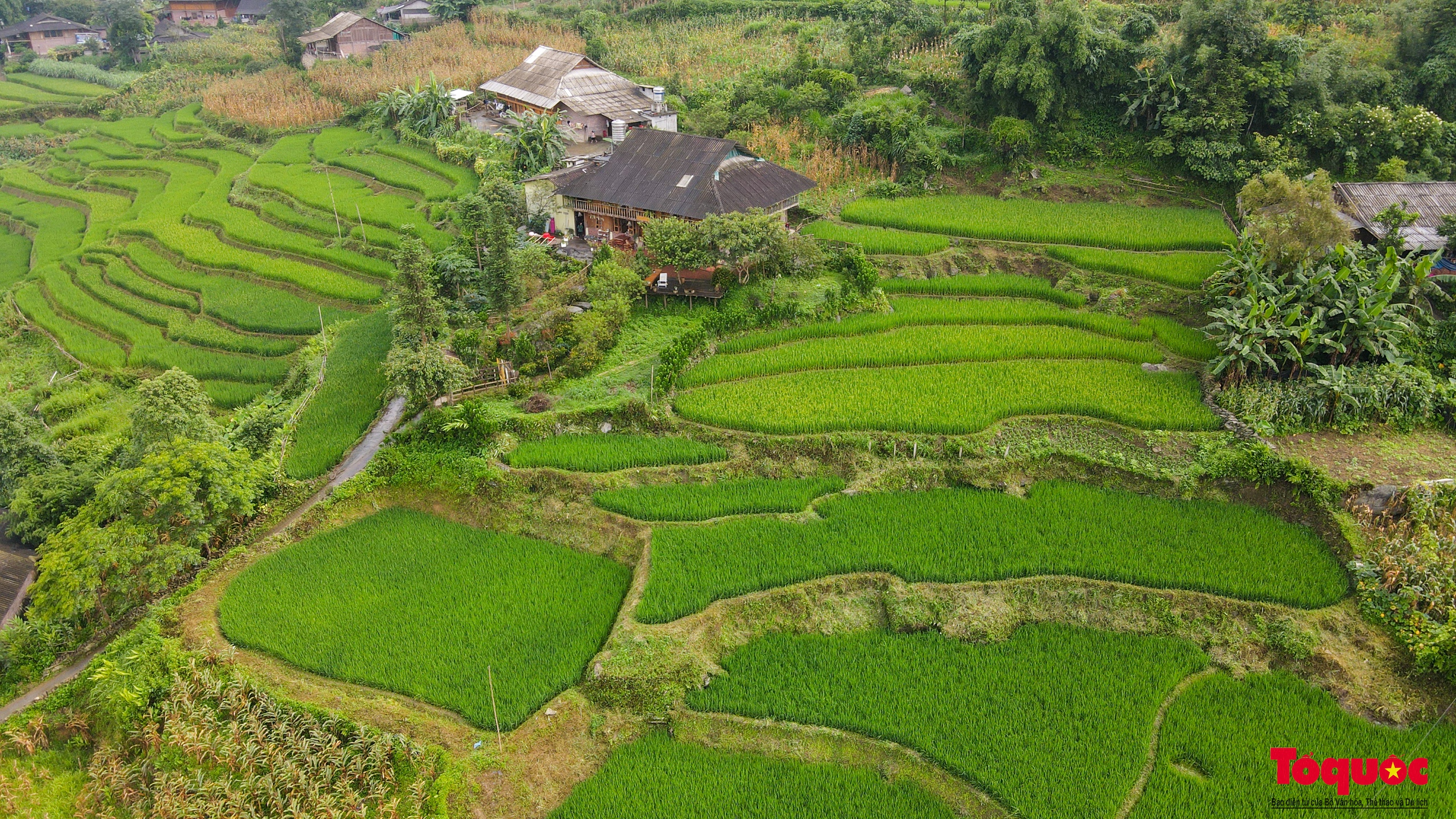 Mùa lúa non xanh mướt trên ruộng bậc thang Sa Pa - Ảnh 15. Mùa lúa non xanh mướt trên ruộng bậc thang Sa Pa - Ảnh 15.