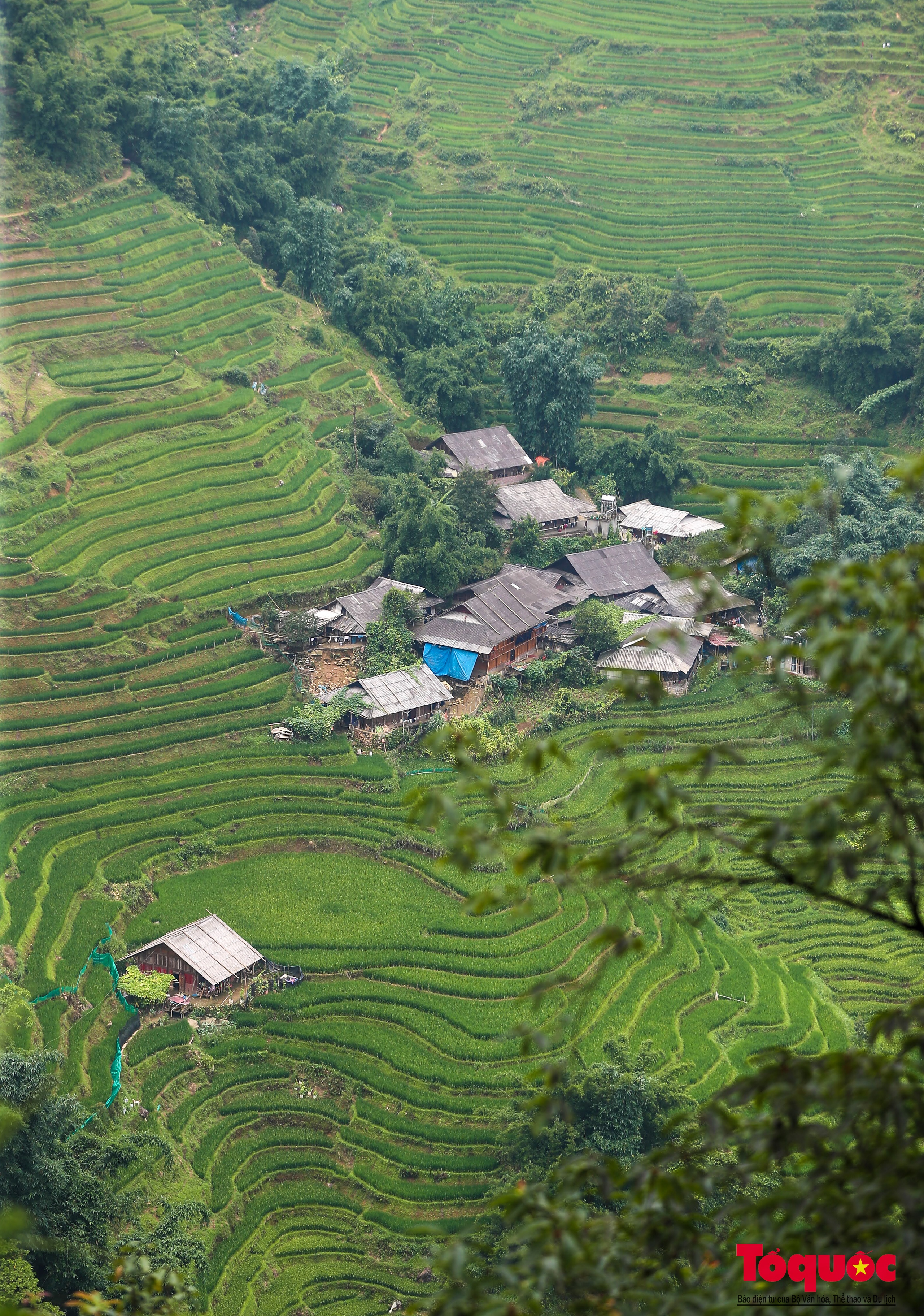 Mùa lúa non xanh mướt trên ruộng bậc thang Sa Pa - Ảnh 17. Mùa lúa non xanh mướt trên ruộng bậc thang Sa Pa - Ảnh 17.
