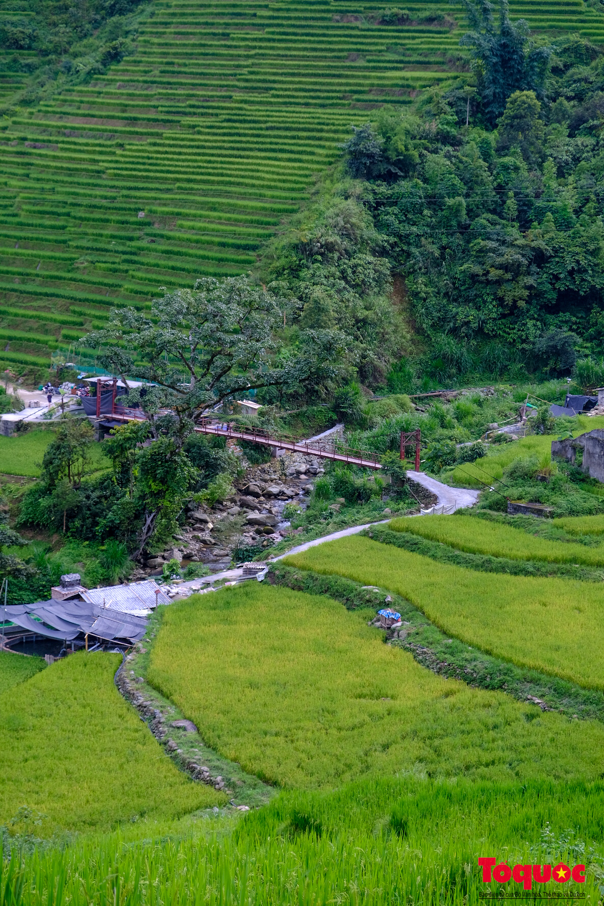 Mùa lúa non xanh mướt trên ruộng bậc thang Sa Pa - Ảnh 21. Mùa lúa non xanh mướt trên ruộng bậc thang Sa Pa - Ảnh 21.