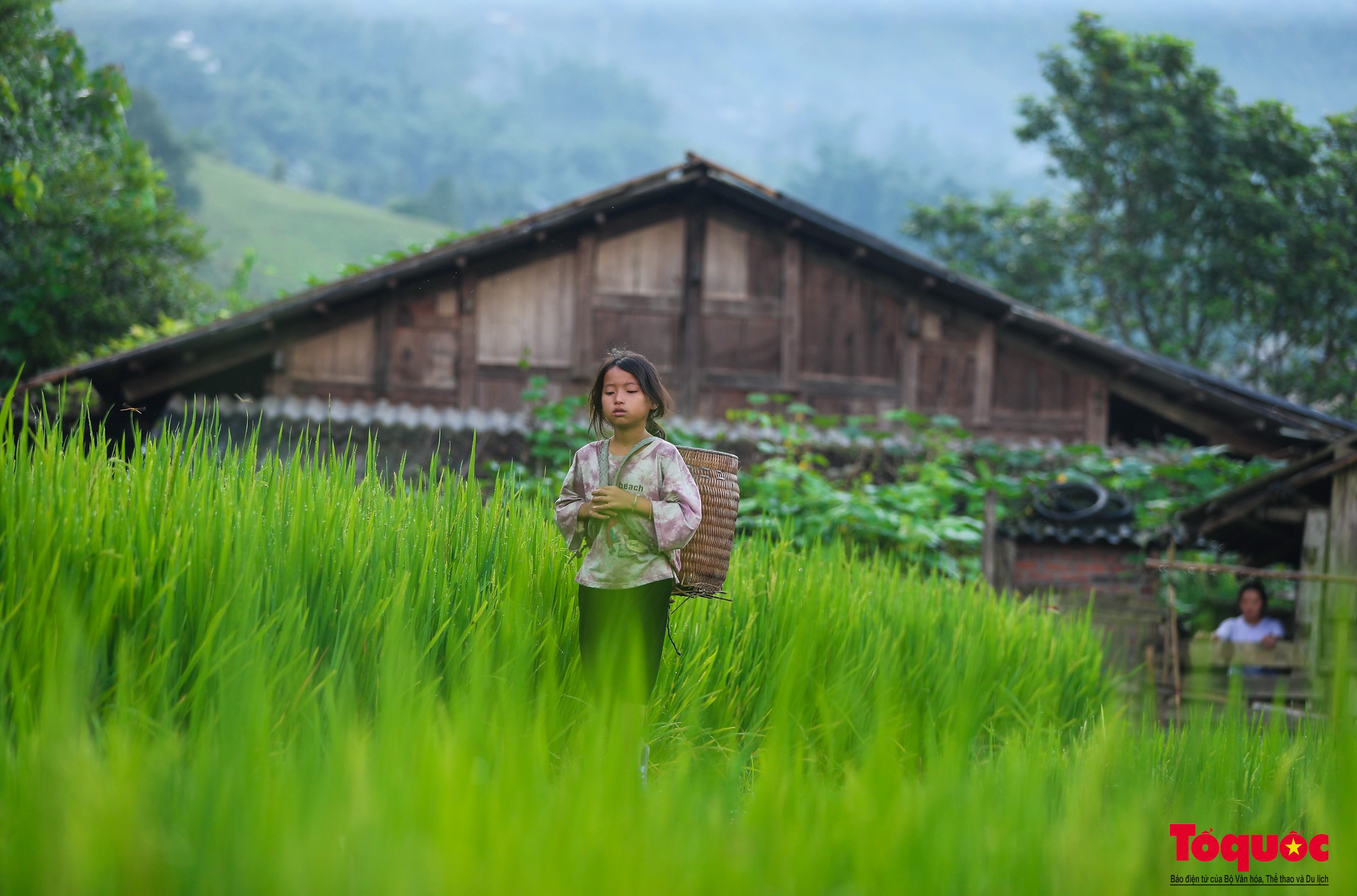 Mùa lúa non xanh mướt trên ruộng bậc thang Sa Pa - Ảnh 22. Mùa lúa non xanh mướt trên ruộng bậc thang Sa Pa - Ảnh 22.