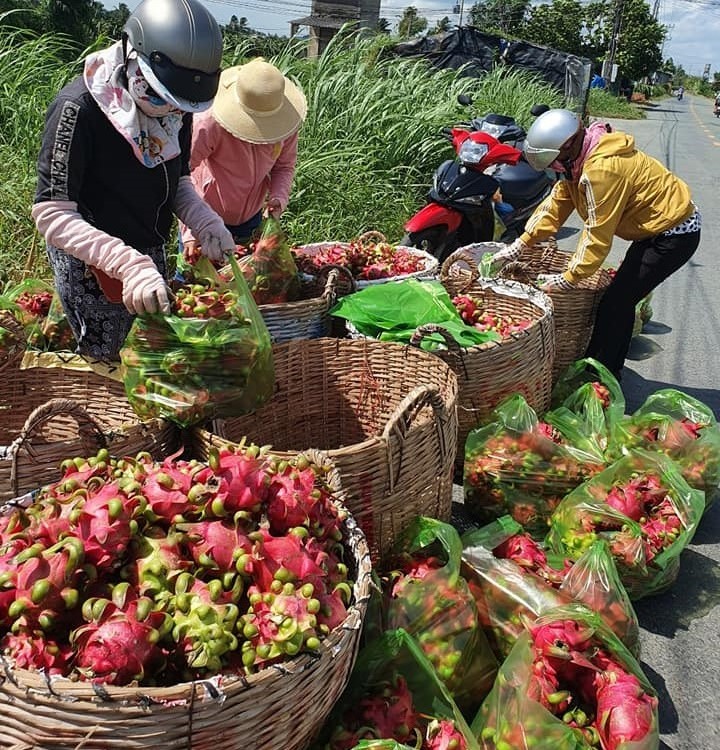 Thanh long trúng mùa, nhưng nông dân Long An phải bù tiền trả nợ mùa vụ- Ảnh 2. Thanh long trúng mùa, nhưng nông dân Long An phải bù tiền trả nợ mùa vụ- Ảnh 2.